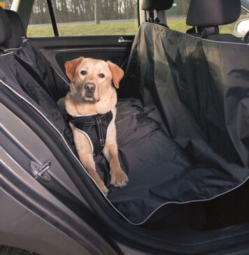 Как комфортно путешествовать на автомобиле вместе с собакой