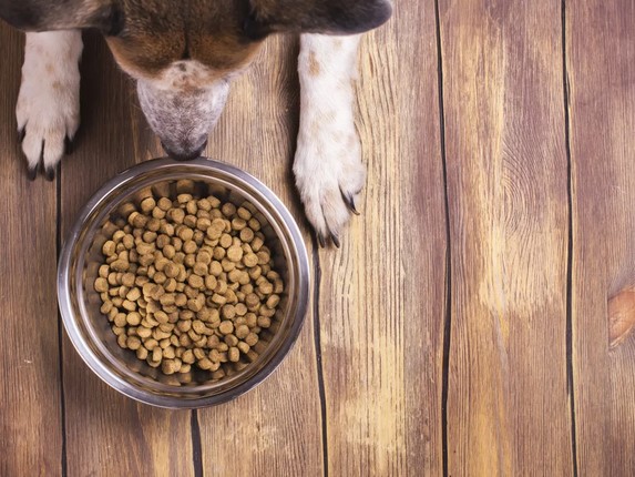 Как выбрать сухой корм для собак