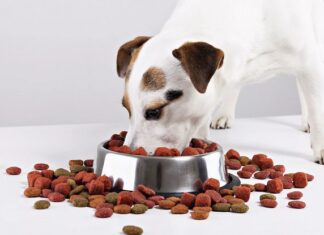 Как выбрать сухой корм для собак