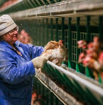 Минсельхоз не видит предпосылок для существенного роста цен на яйца и мясо птицы