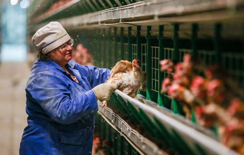 Минсельхоз не видит предпосылок для существенного роста цен на яйца и мясо птицы

