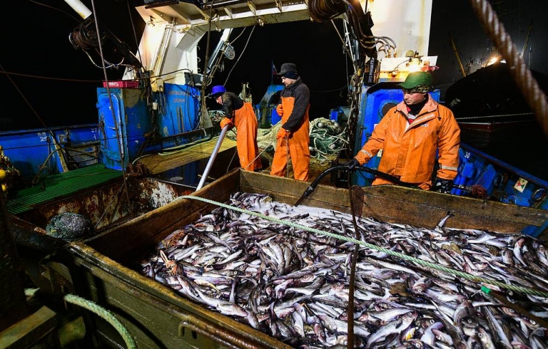В Росрыболовстве не видят предпосылок для дефицита минтая

