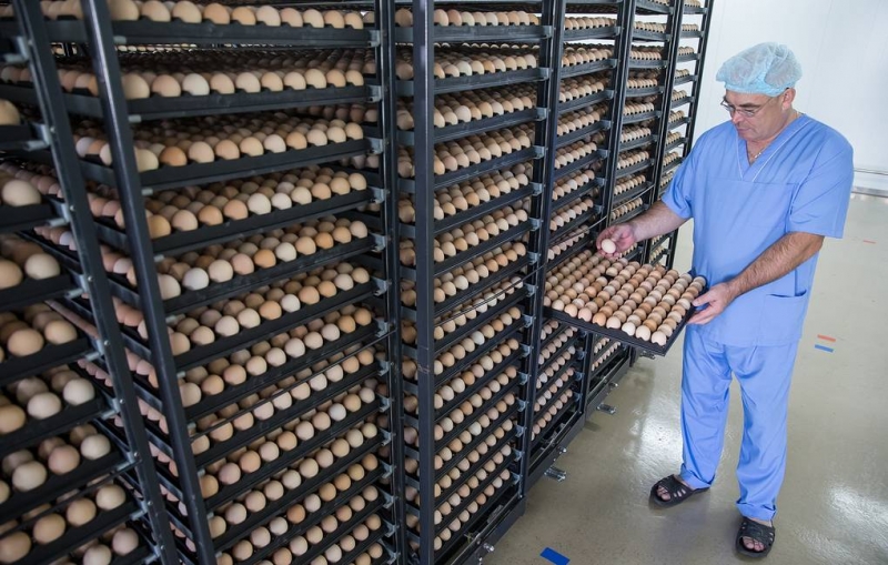 "Ъ": в России из-за дефицита яиц может сократиться выпуск мяса птицы