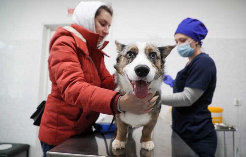 В России зарегистрировали первую в мире вакцину против COVID-19 для животных