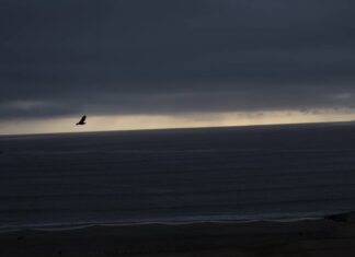 Землетрясение магнитудой 8,0 произошло в Тихом океане