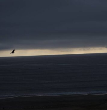 Землетрясение магнитудой 8,0 произошло в Тихом океане