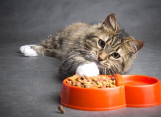 Как выбрать корм для кошки