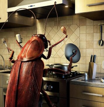 Профессиональное уничтожение тараканов