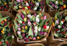 Какие бывают тюльпаны