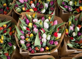 Какие бывают тюльпаны