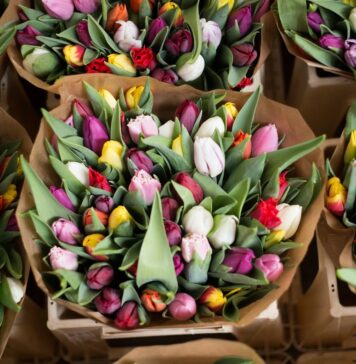 Какие бывают тюльпаны