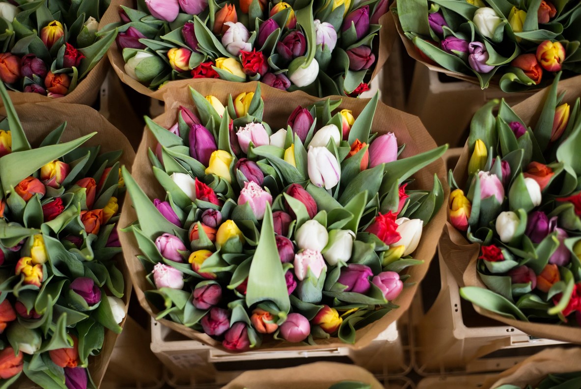 Какие бывают тюльпаны