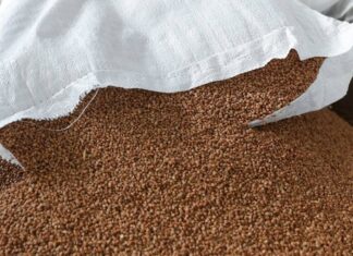 «Ведомости»: в России может вырасти цена на гречку