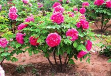 Пион древовидный – красивый многолетник