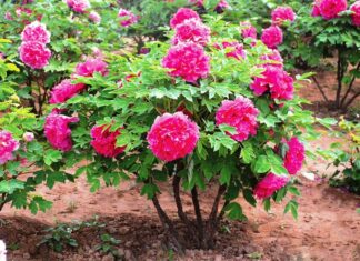 Пион древовидный – красивый многолетник