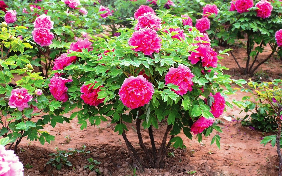 Пион древовидный – красивый многолетник