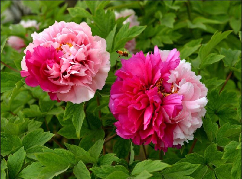 Пион древовидный – красивый многолетник