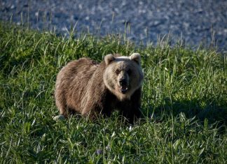 Медведь напал на туристическую группу в Красноярском крае