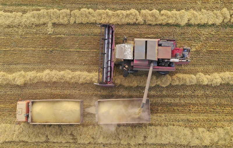 Пошлина на экспорт пшеницы с 17 июня составит $33,3 за тонну