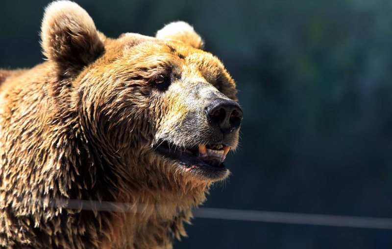 Медведь напал на туристов в природном парке в Красноярском крае