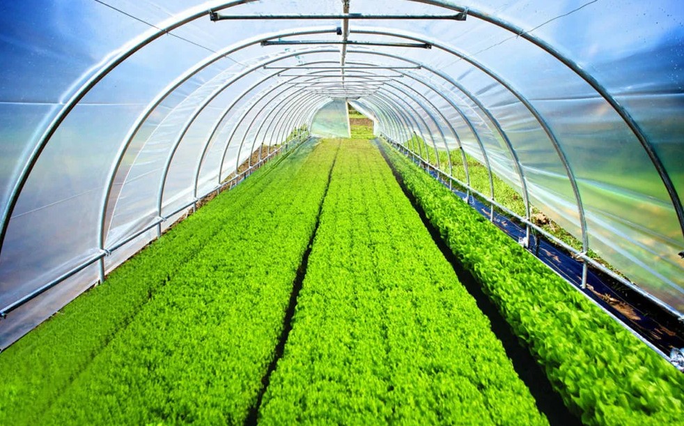 Какой должна быть плёнка для теплиц