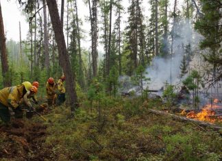 Прямой ущерб от лесных пожаров в Якутии превысил 1 млрд рублей