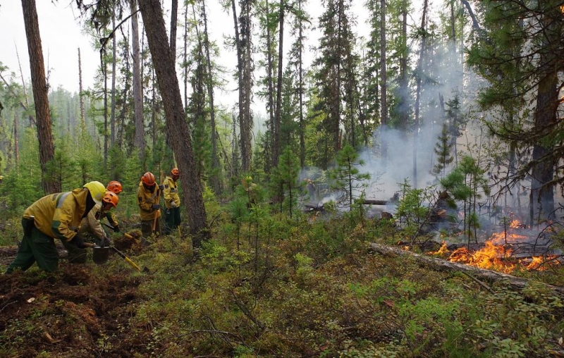 Прямой ущерб от лесных пожаров в Якутии превысил 1 млрд рублей