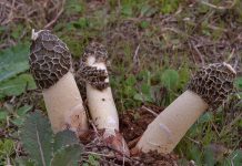 Гриб Весёлка: чем полезен и как принимать