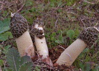 Гриб Весёлка: чем полезен и как принимать