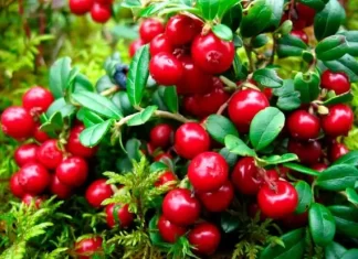 Зонирование дачного участка: лучшие идеи