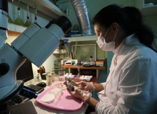 Установлена длительность естественного иммунитета у переболевших ковидом