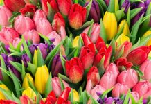 Как выбрать тюльпаны