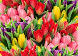 Как выбрать тюльпаны