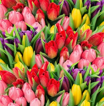 Как выбрать тюльпаны