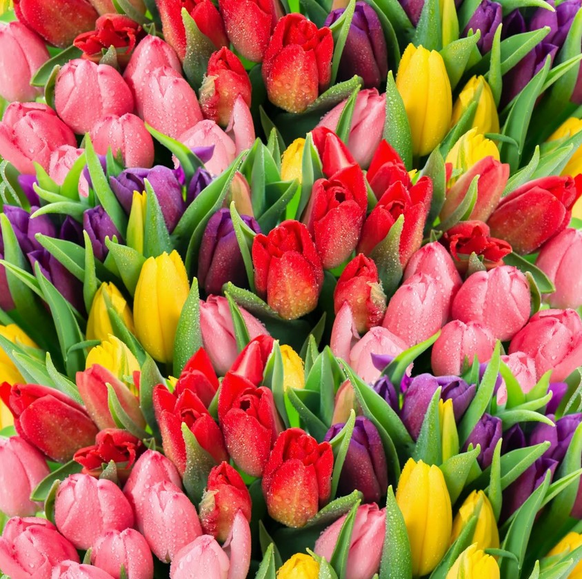 Как выбрать тюльпаны