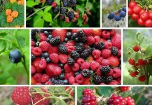 Ягодные кустарники: как правильно выбирать