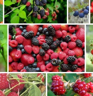 Ягодные кустарники: как правильно выбирать