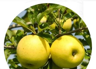 Питомник садовых растений и его ассортимент