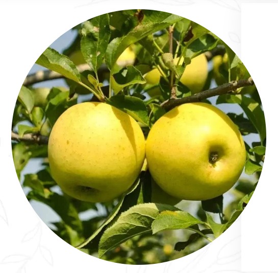 Питомник садовых растений и его ассортимент