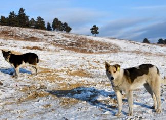В Приморье ввели обязательную маркировку для всех собак