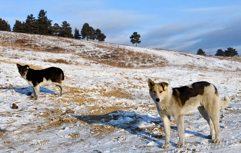 В Приморье ввели обязательную маркировку для всех собак

