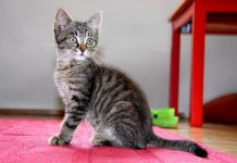 Почему стоит кастрировать домашних котов