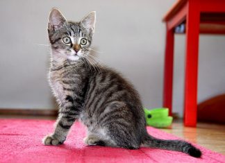 Почему стоит кастрировать домашних котов