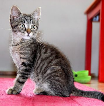 Почему стоит кастрировать домашних котов