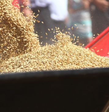 Этапы очистки зерна