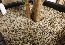 Грунт лечуза — достоинства и недостатки