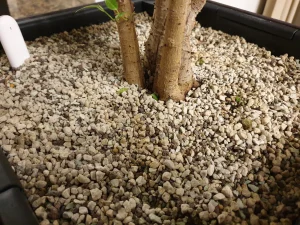 Грунт лечуза - достоинства и недостатки