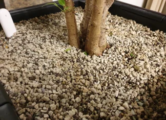 Грунт лечуза — достоинства и недостатки