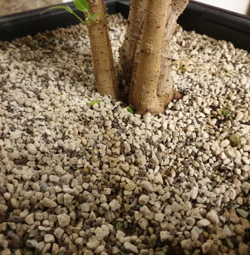 Грунт лечуза — достоинства и недостатки