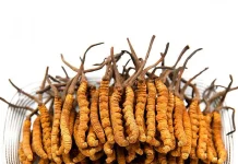 Кордицепс: Чудо-гриб с удивительными свойствами